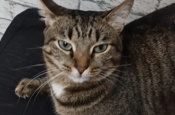 Кошки потеряшки, Киров, фото: Потеряшка кошка Эся, ул. Красина, 52/1, Киров.