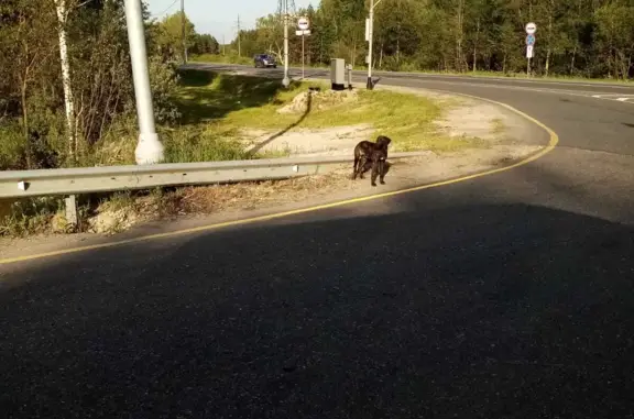 Потерялась собака в Московской области