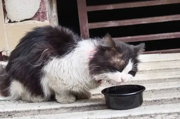 Найдена кошка в Перово, ул. Плеханова 26