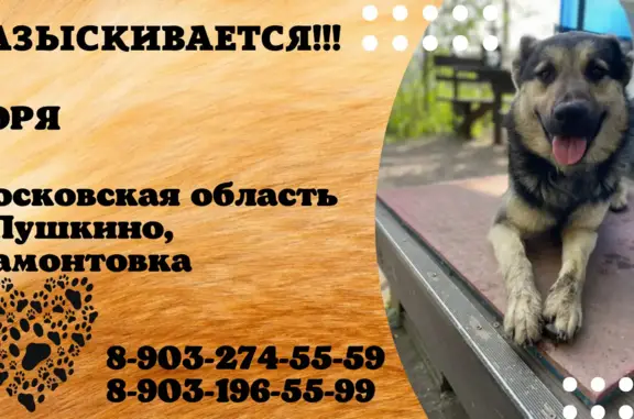 Пропала собака Боря в Пушкино, помогите найти!