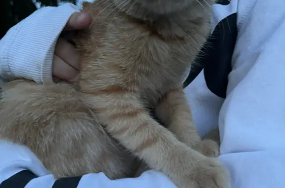 Найдена кошка на Дубовской ул. 143Б в Энгельсе