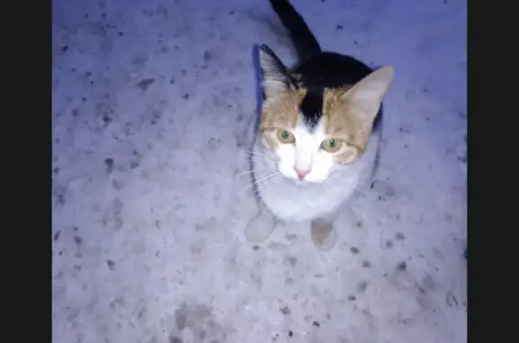 Кошки потеряшки, Киров, фото: Потеряшка кошка Муся, ул. Молодой Гвардии, 10А.