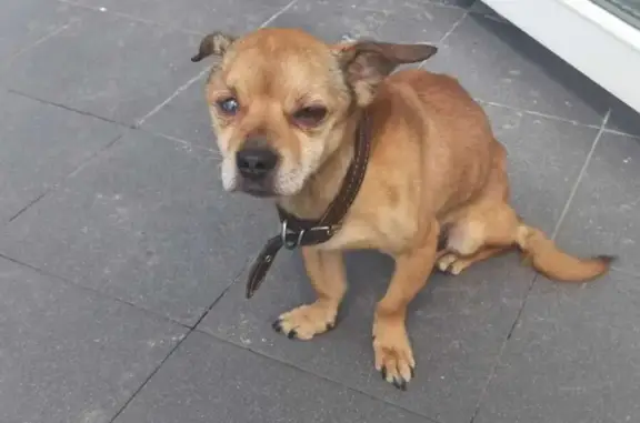 Пропала худая собака на ул. Николаева, 30А, Электросталь