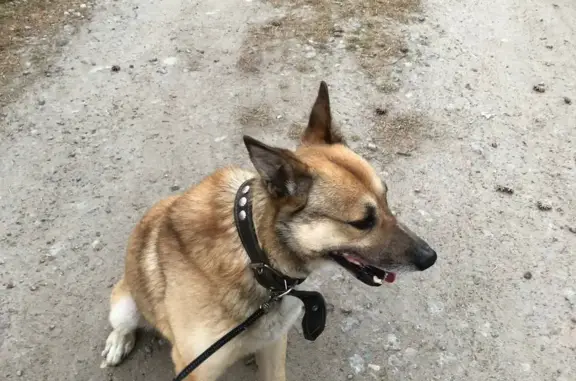 Пропал пёс Торик на Борисовой Гриве, Ленинградская область