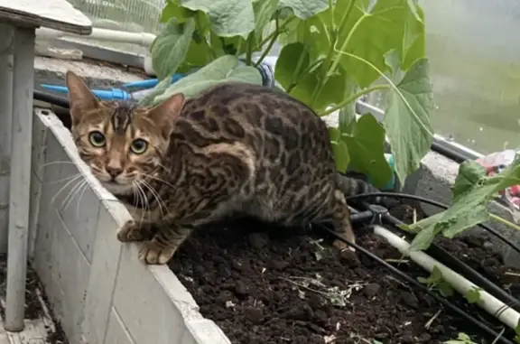 Бенгальская кошка найдена на улице Реактивной, Екатеринбург.