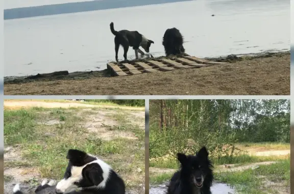 Собаки найдены на берегу водохранилища, адрес: ул. Гагарина, 17, Рефтинский. 📞89961885820