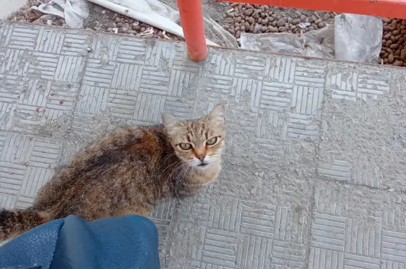 Найдена кошка на ул. Республики, 248 в Тюмени