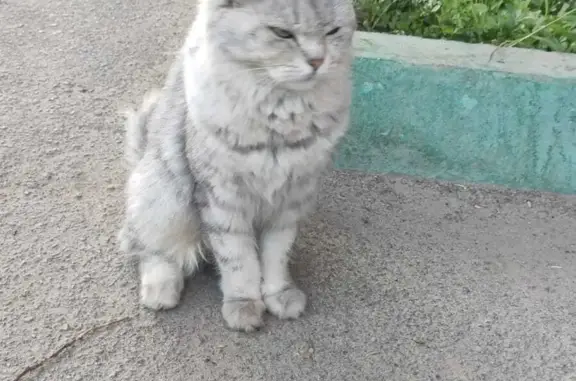 Найден голодный котик на ул. Новомосковской