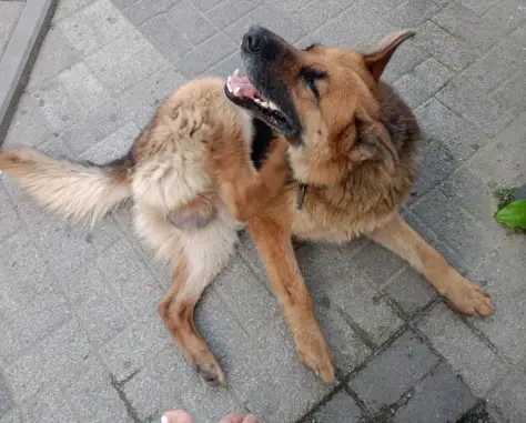 Найдена собака на Карасунской, ищем хозяина