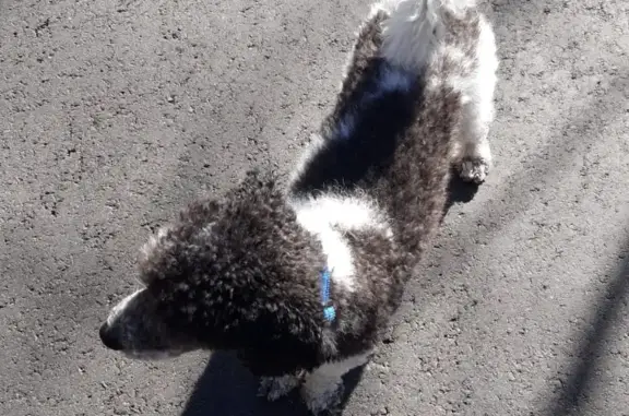 Пропала собака Кнопа в Дмитровском районе