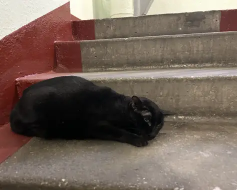 Найдена черная кошка на Амурском переулке.