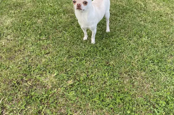 Собаки потеряшки, Круги, фото: Потеряшка собака Айс, вознаграждение, 46Н-01996
