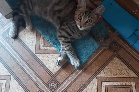 Кошки потеряшки, Новосибирск, фото: Потеряшка кошка на ул. Римского-Корсакова, 21, Новосибирск