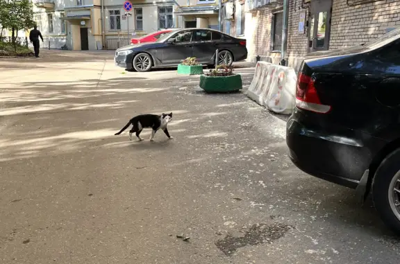 Кошка на Ростовской набережной, Москва