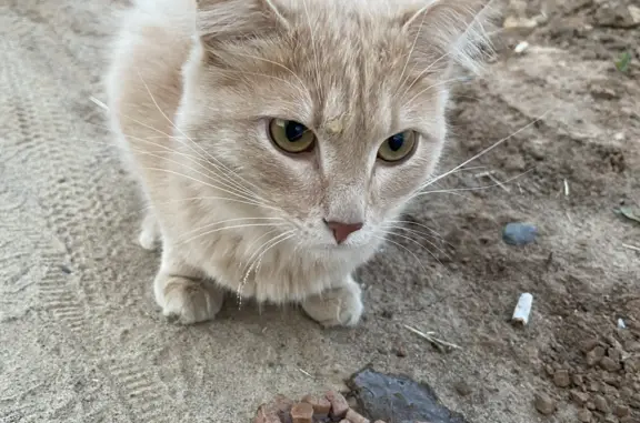 Найден рыжий кот на ул. Йывана Кырли, Йошкар-Ола