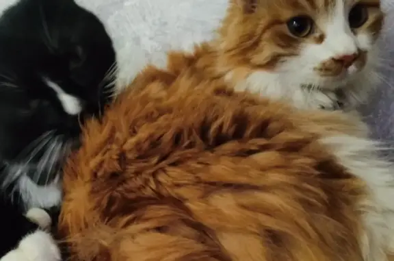 Кошки потеряшки, Иркутск, фото: Потеряшка рыжая кошка на ул. Нестерова, Иркутск