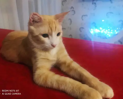 Пропал рыжий кот в СНТ связист-3, Омская область