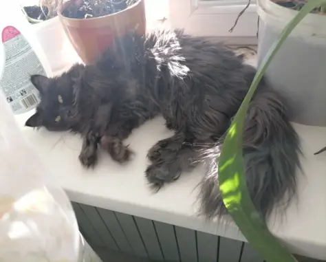 Пропала кошка Кошечка на ул. Победы 18
