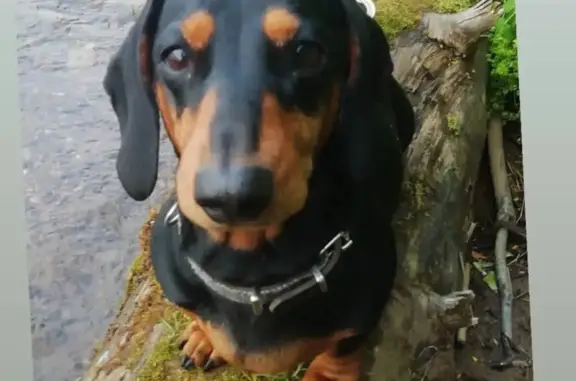 Собаки потеряшки, , фото: Потеряшка такса Ляля, ул. Баландина, 20