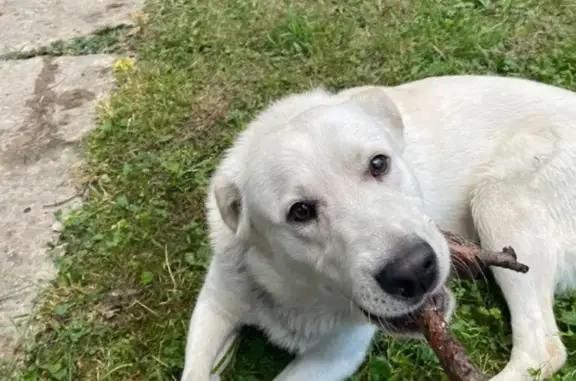 Пропала собака на ул. Пушкина, Пушкино