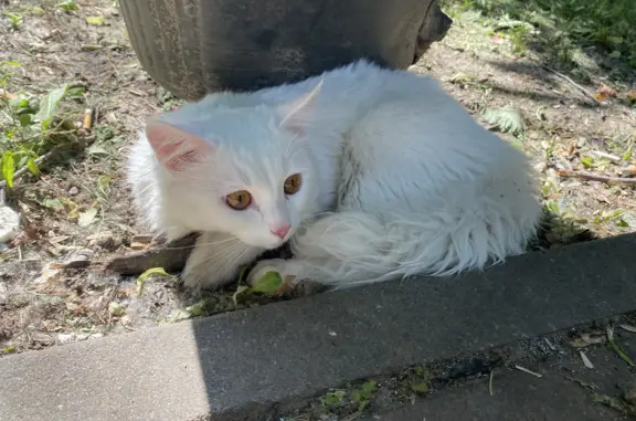 Найдена кошка на улице Гагарина, 168 в Рязани