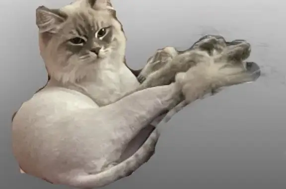 Кошки потеряшки, Ульяновск, фото: Потеряшка котик породы Невский маскарадный на улице Аблукова, 95, Ульяновск