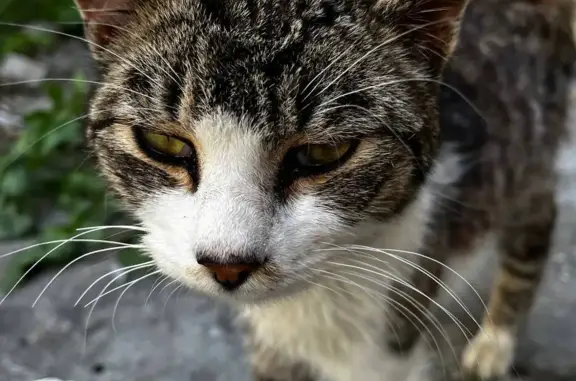 Найдена кошка в Краснодаре: нуждается в особом уходе