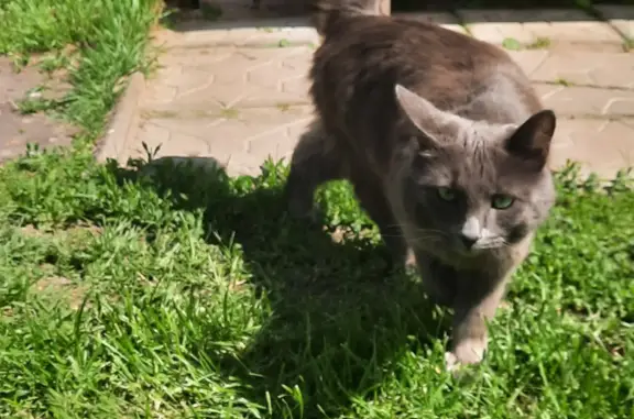 Найден серый кот на улице Данилово