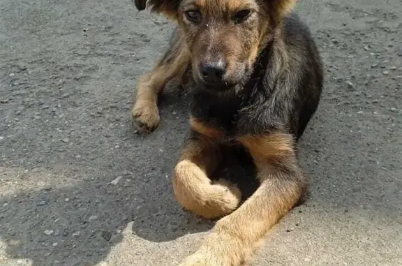 Пропала собака на Тюльпановой улице, Краснодарский край