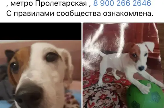 Пропала собака в Ленинском районе, Нижний Новгород, метро Пролетарская
