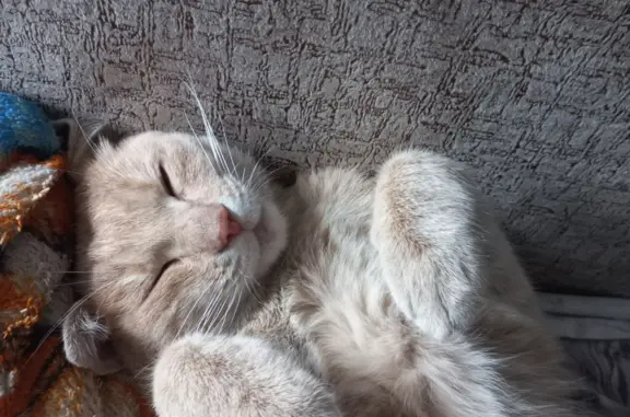 Кошки потеряшки, Новосибирск, фото: Потеряшка кошка на ул. Высоцкого, 52, Новосибирск