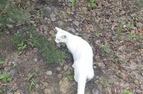 Найден домашний котик на пр. Нефтяников, Нягань