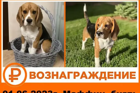 Пропала собака Маффин, Воронежская область