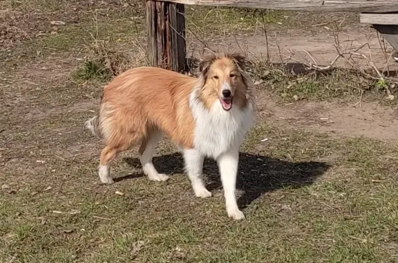Пропала собака Шелти на Комсомольской площади, Нижний Новгород