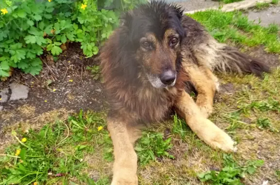 Найдена собака в Озёрском городском округе