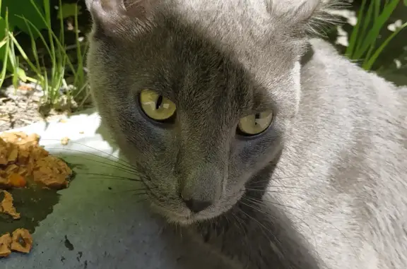 Найдена кошка на Краснодонской, 31 в СПб