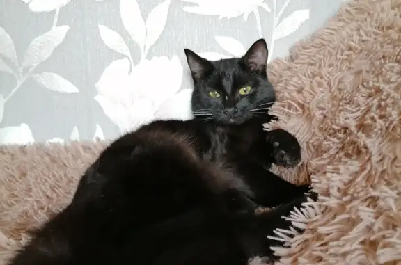 Кошки потеряшки, Новосибирск, фото: Потеряшка кошка на ул. К. Либкнехта, голубой ошейник.