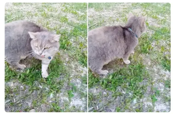 Пропала кошка в Бердске: Микрорайон, 48А, ул. Лунная, т.89139477358