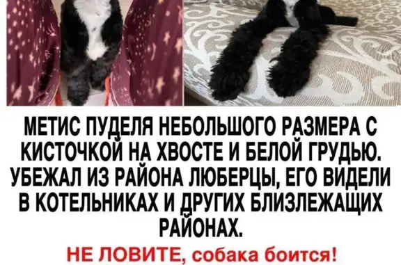 Пропала собака на Московской, 5, Люберцы