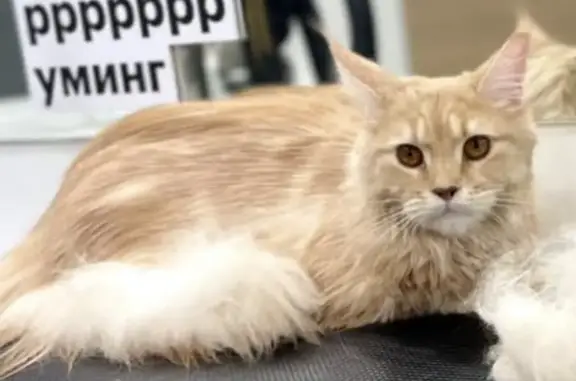 Кошки потеряшки, Новосибирск, фото: Потеряшка кошка на улице Ватутина, 85А в Новосибирске.