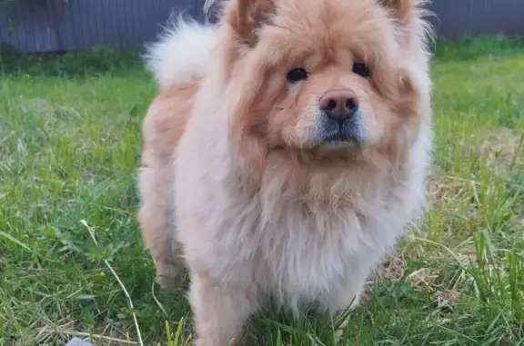 Собаки потеряшки, Ленинградская область, фото: Потеряшка собака Миша, Ульяновское городское поселение