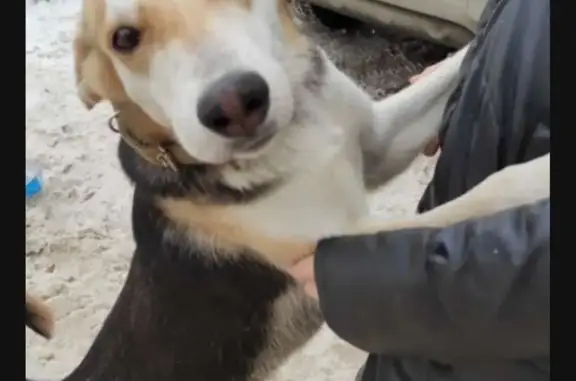 Пропала собака Белла на ул. Карла Маркса, Ульяновск