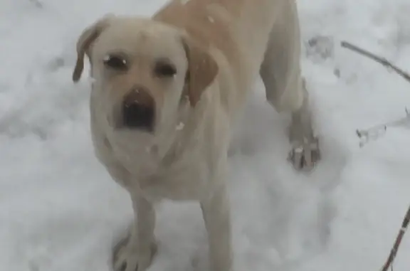 Пропала собака на Клинской улице, Астрахань