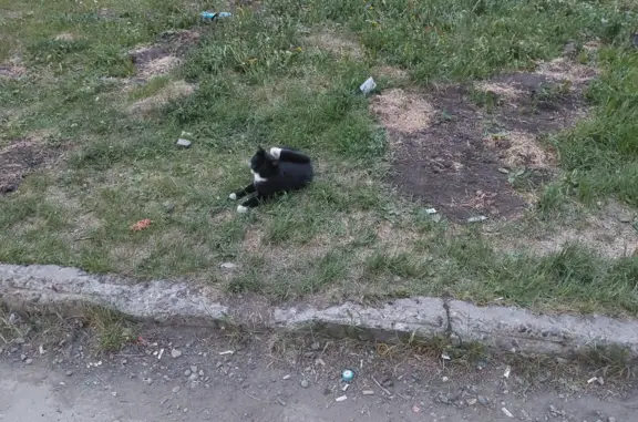Найдена кошка на Ленинградском проспекте, 45А