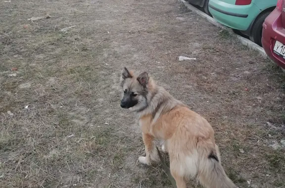 Пропала собака Мальчик в Рязани, пугливый, светло-коричневый окрас.