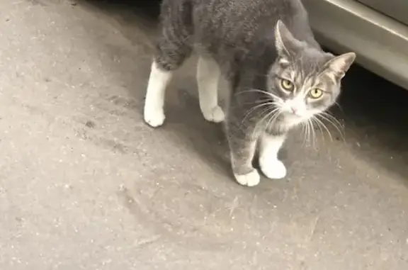 Найдена кошка на Братиславской улице в Москве