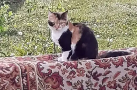 Потерянные животные Тамбов, фото: Пропала кошка на ул. Чичерина 5, звать Лата