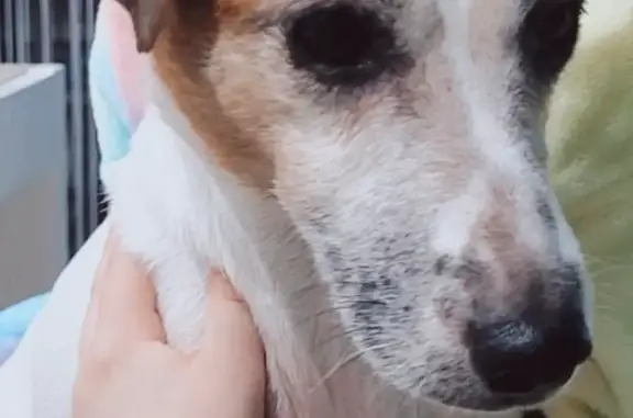 Потерянные животные Краснодар, фото: Пропала собака Майя на ул. Пригородной, Краснодар