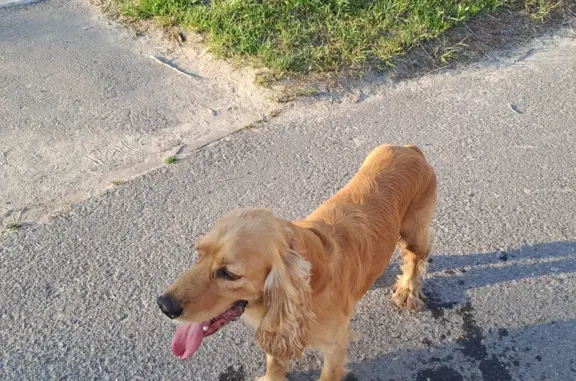 Собака Золотисто-рыжего окраса в Старом Осколе