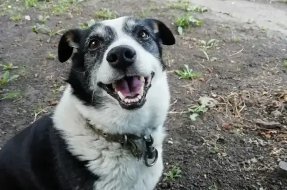 Пропала собака в Никольском: кобель, глуховат, вознаграждение.